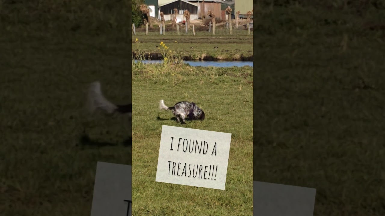 Walkies with a Polish Hunting Spaniel