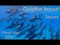 Dolphin house Sataya, swimming with dolphins (100+ ) south of Marsa Alam