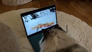 När katten mår dåligt så får hon titta på fåglar på Youtube