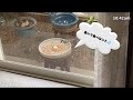 バードケーキを食べるシジュウカラとスズメ（2026年1月21日）