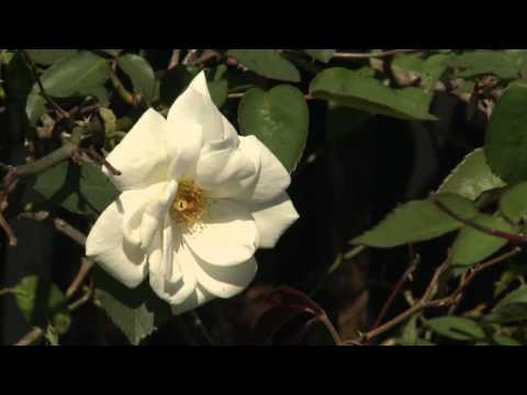 Video: Viac informácií o Heirloom Old Garden Roses
