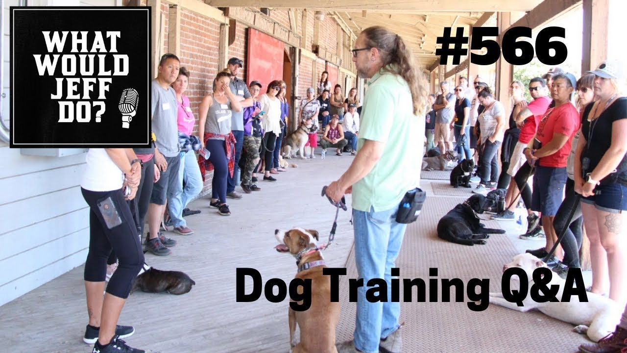 dog trainer in delhi Dog Training - Kids and Dogs - Low Stress Dog - What Would Jeff Do? Q&A Ep.566 (2019)