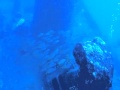 HAWAII 2012 シータイガー