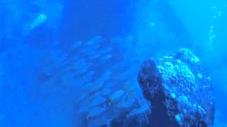 HAWAII 2012 シータイガー