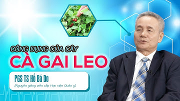 Công Dụng Của Cây Cà Gai Leo I Cà Gai Leo Chữa Viêm Gan I Cây Thuốc Quý Quanh Ta I Sống Khỏe 360