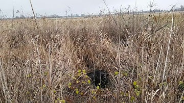 Gordon setters pointing pheasant, Scottish Coffee FCI Kennel