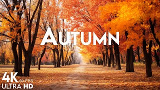Autumn Melodies 🍁 Relaxation Film 4K - Peaceful Relaxing Music - Nature 4K Video UltraHD