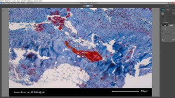 JENOPTIK GRYPHAX® Microscope Camera (5) – Image Settings