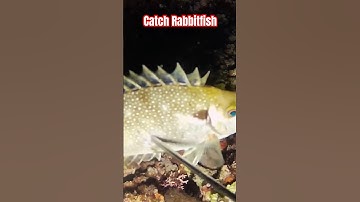 Catch Rabbitfish 🐠🐋🐟 #subscribe #nigthspearfishing #fishing #shortsvideo