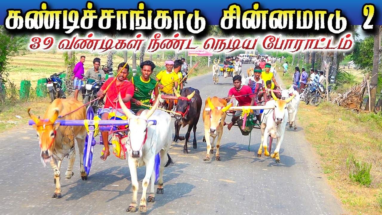 கண்டிச்சங்காடு 2 கரிச்சான்மாடு  09/03/2026 #krish_studio_kattumavadi