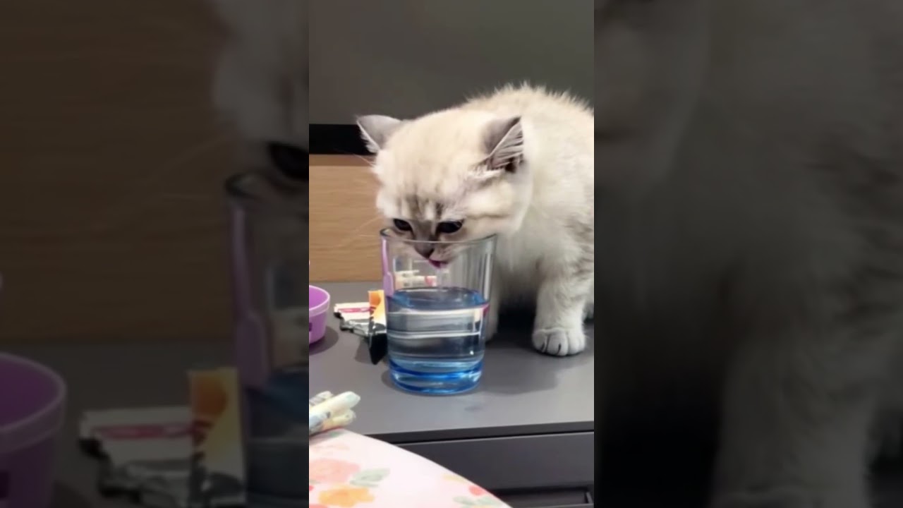 Too thirsty! 😂 This cat can't reach the water in the glass!