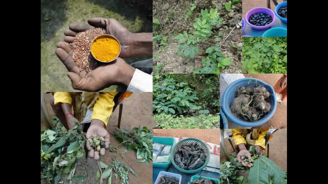 Medicinal Rice P5Z Formulations for Sopubia Overdose: Pankaj Oudhia's Medicinal Plant Database