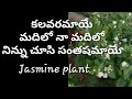 # planting # pruning # how to grow jasmine. MAC GARDENER LAKSHMI.