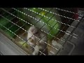 脱走を試みる？ハムスター Hamster wants to escape(?)