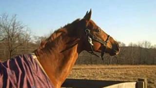 Riley on turnout! (after 6 months on stall rest) 1/14/10