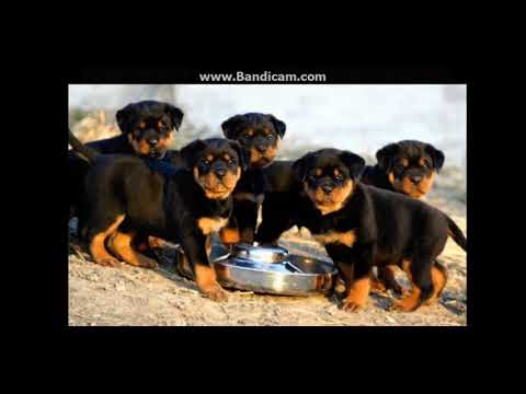 Top 10 ყველაზე ძლიერი ძაღლები მთელ მსოფლიოში