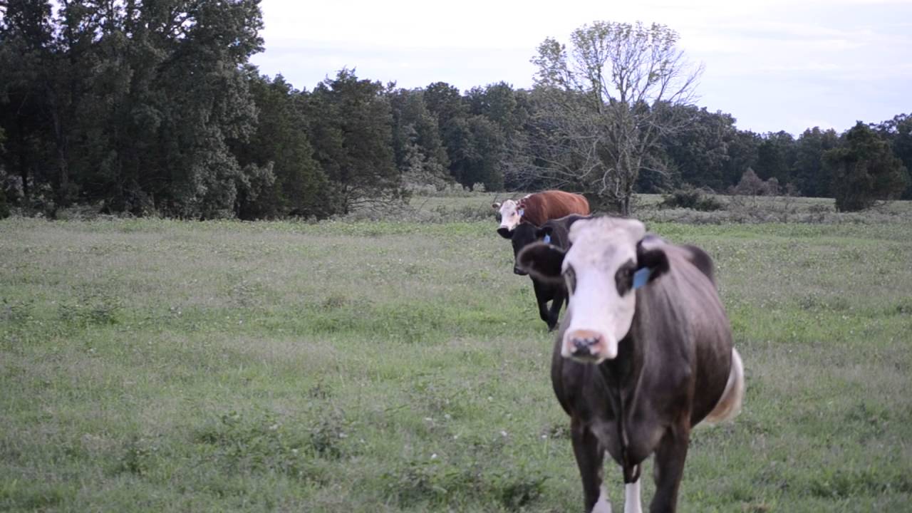 Angus & Hereford Cows for sale in Arkansas YouTube