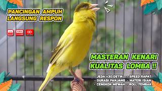 Kenari GACOR NGEREK‼️ Masteran Kenari PAUD dan Pancingan Kenari MACET BUNYI dan Betina NGIWIR -400