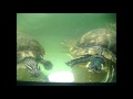 Turtles eating their calcium block