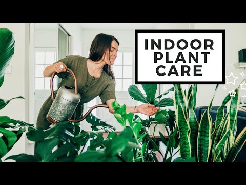 How To Care For Indoor Plants | Best House