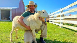 Breeding St. Croix Sheep