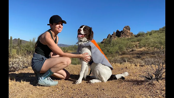 4LegsFriend dog cooling vest, the perfect solution to keep your dog cool in the summer heat."