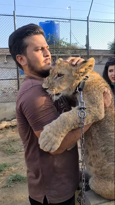 Angry Big Lion in aggressive mood | Nouman Hassan | - YouTube