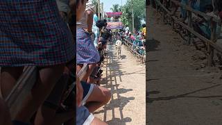 குப்பம் முனிஸ்வரன் குரூப்ஸ் #bull #animals #jallikattu #eruthukattu #viralshorts #shorts #cow