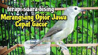 Terapi Burung Opior Jawa Bahan | burung opior jawa gacor | opior gacor