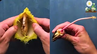 زراعة المانجو من البذرة _ How to Grow a Mango Tree from Seed