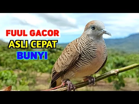 Perkutut Lokal Gacor RAJA PIKAT Ahlinya Bikin Semua Burung Perkutut Gacor Nyaut.