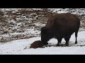 Bison Birth