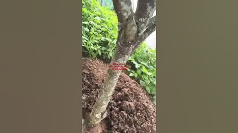 Mới các bác cùng ngắm giống hồng tứ quý thanh hoá quê em