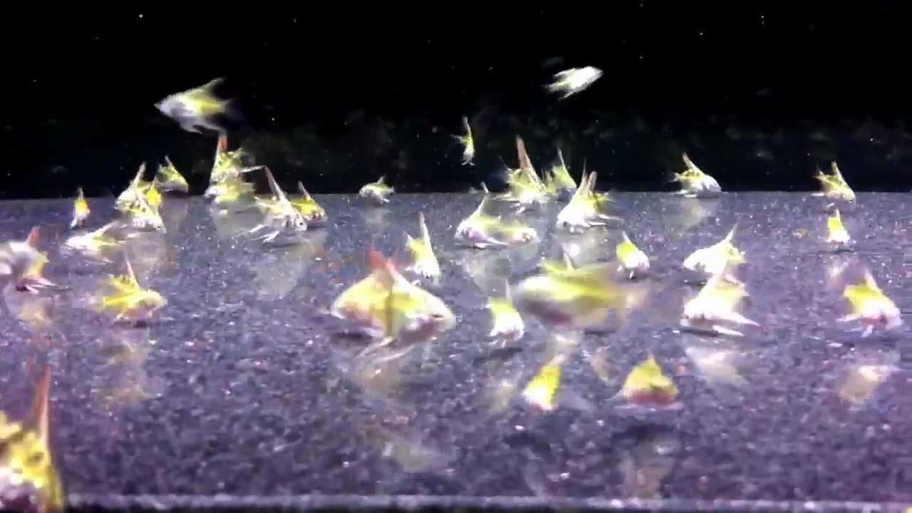 BLUE ANGELFISH FRY ( 1 1/2 Months ) YouTube