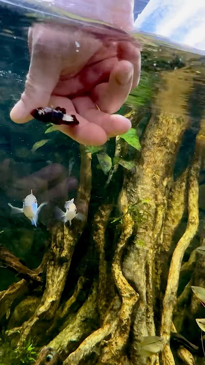 Is this the world’s largest betta fish aquarium? #bettafish #aquarium