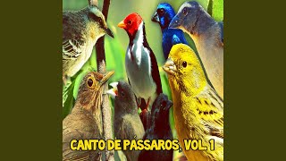 Canário Belga Campainha