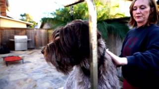 How to Groom Wirehaired Pointing Griffons Part 2 of 2  Coco