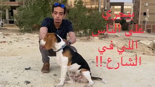 مايلو كلب بيجل بيحب الناس الغريبه ! | Mahmoud And Kovu محمود و كوڤو