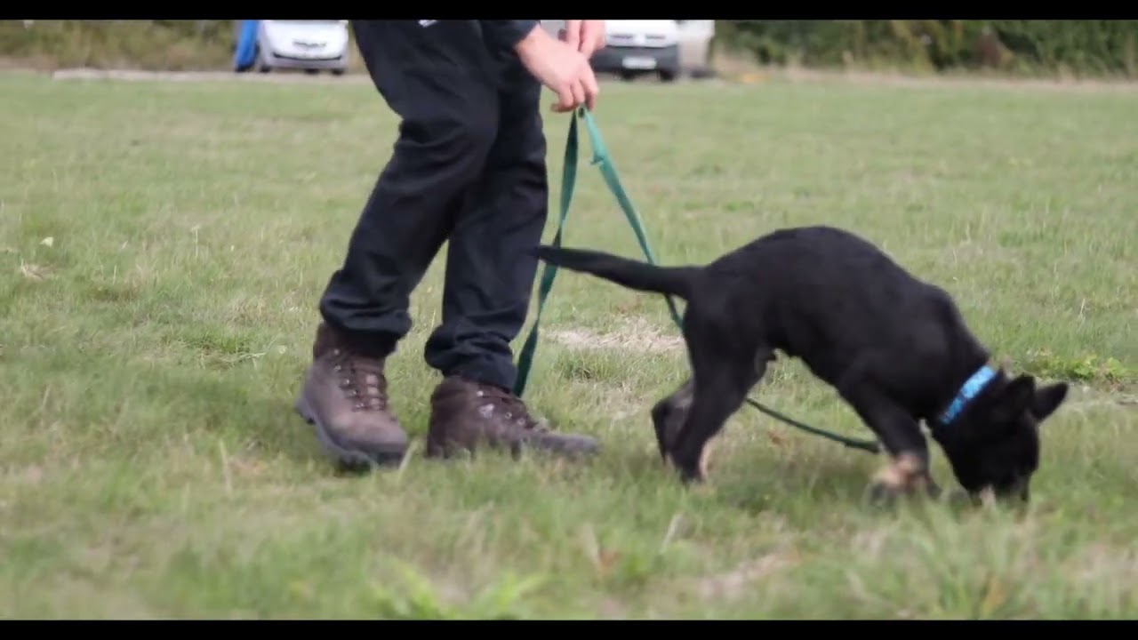 IPO IGP Schutzhund puppy tracking