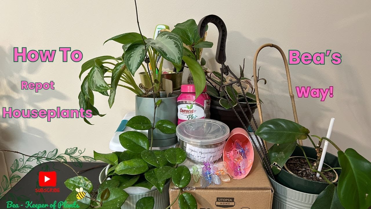 𝑹𝒆𝒑𝒐𝒕𝒕𝒊𝒏𝒈 5 𝑷𝒍𝒂𝒏𝒕𝒔? 🪴  𝑭𝒐𝒍𝒍𝒐𝒘 𝑻𝒉𝒆𝒔𝒆 𝑺𝒕𝒆𝒑𝒔 𝑾𝒊𝒕𝒉 𝑩𝒆𝒂!