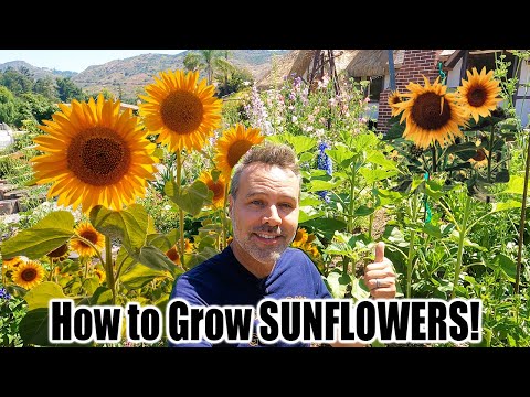 Video: Growing Sunflowers: How To Add Sunflowers To The Garden
