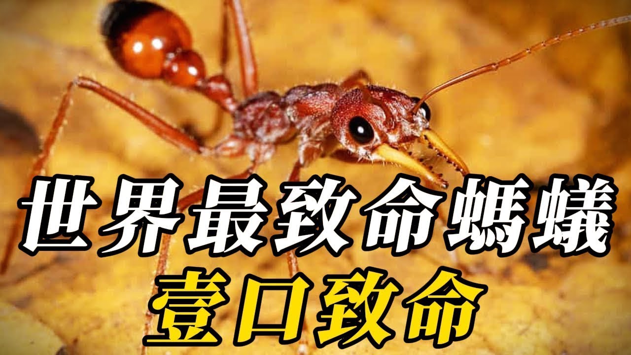 全世界致命的10種毒螞蟻，致死率比眼鏡蛇還高！第壹名是傳說中的“神奇仙獸”，體型堪稱陸地巨獸級別！相貌醜陋擁有“海洋惡魔”的稱號，曾是地球最大，堪称万鳄之王，把恐龍當食物！#世界之最 #动物 #科普