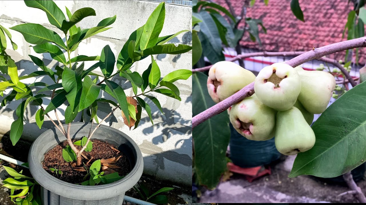 Cara Merawat Jambu Madu Deli Hijau  Agar Cepat Berbuah