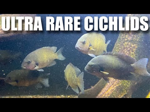 Incredible Fishroom tour
