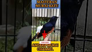 Nature Bird Sounds for Productivity 📖 #shorts #focus #work