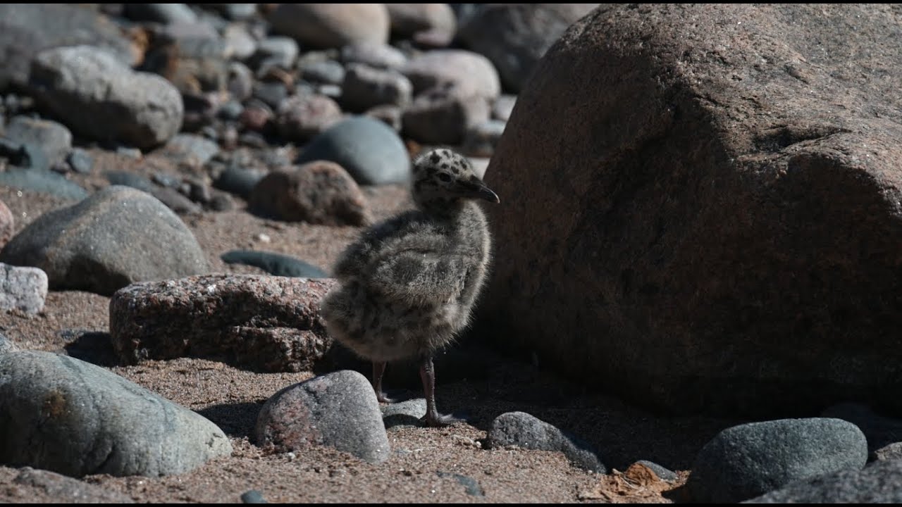 Lokinpoikaset rantakalliolla Helsingin käärmeluodolla. Kivitasku ja Rantasipi viestivät poikasilleen