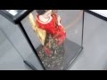 日本人形ｹｰｽ付RG037 1