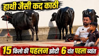 हाथी जैसी कद काठी 😱 15 किलो दूध वाली पहलवान जैसी झोटी | पहला ब्यांत MURA JHOTI - SONU BHAI ||
