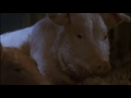 Animal Farm Film 1999