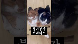 의 좋은 형제 #고양이 #cat #귀여운 #고양이일상